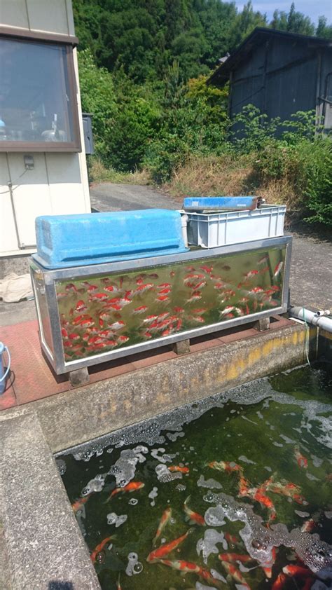 山形金魚|『錦鯉・金魚の産地 山形市常明寺地区を散策』山形。